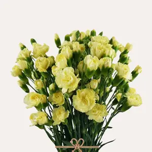 Mini Carnations Light Yellow Imagine 150 Stems 60cm Fresh Spray Carnation with 3 to 4 Blooms per Stem for Any Event