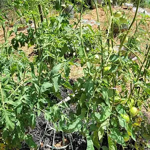 100 Counts Plant Support Clips, Upright Growth Support for Tomato & Grape Vines - White Plastic Trellis Clips for Vegetables
