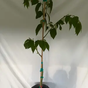 Jamaican Cherry Strawberry Tree, 2-3 ft Tall Potted Plant (3 gal Size)