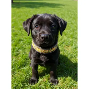 Epic Padded Leather Dog Collar with Beaded Design E