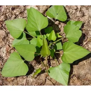 Sweet Potato - Plants/SLIPS,Porto Rico