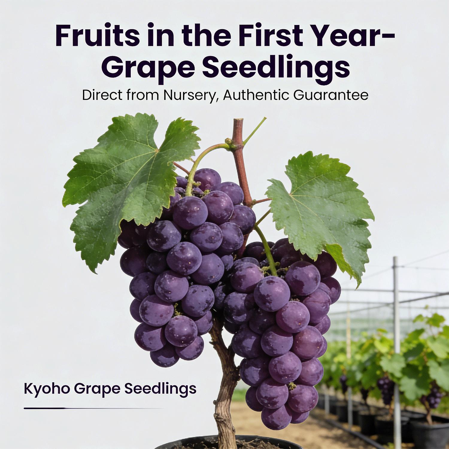 Premium Kyoho Grape Seedling – Grow Your Own Grapes at Home, Suitable for Backyard Vineyard, Patio Container Premium Kyoho Grape Seedling – Grow Your Own Grapes at Home, Suitable for Backyard Vineyard, Patio Container