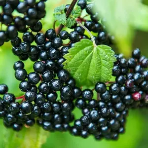 200+ Elderberry Seeds for Planting: Premium Heirloom Garden Seeds for Bountiful Fruit Harvest