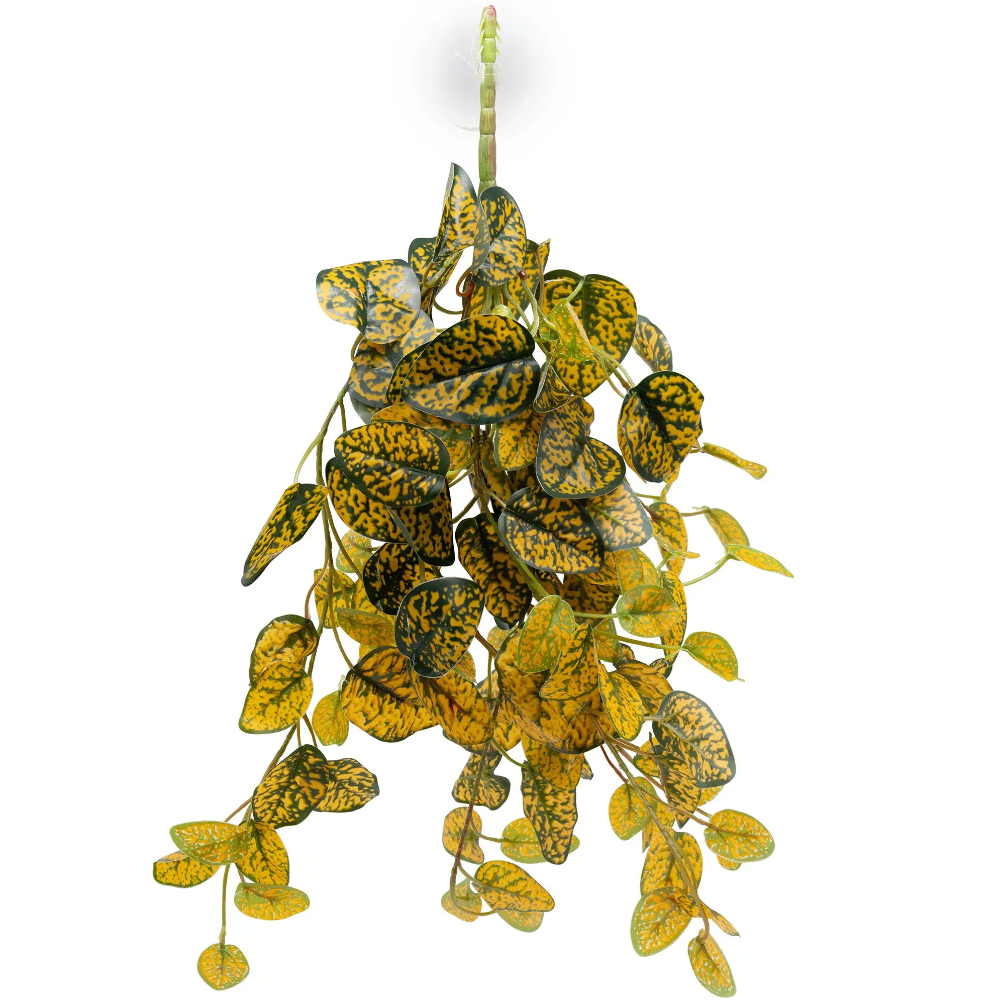 Hanging Bush for Reptiles - Japanese Laurel