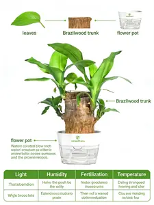Brazilian Wood Dracaena Fragrans Plant, Healthy Rooted Indoor Ornamental Green Plant, Easy Care Houseplant for Home Decor, Office Desk, Patio & Indoor Space, Suitable for Shady Indoor Growing, Purify Ambient Air