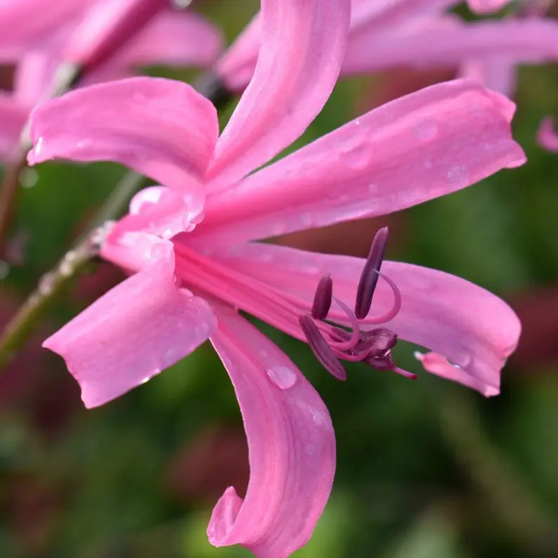 Premium Large Pink Lycoris Spider Lily Bulbs High Germination Rate Cold Tolerant Perennial Flower Tubers Ideal For Cottage Landscape Outdoor Potted Plant Beginners