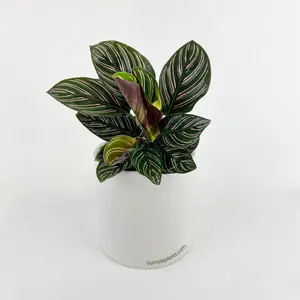 Calathea Ornata (Pinstripe Calathea)