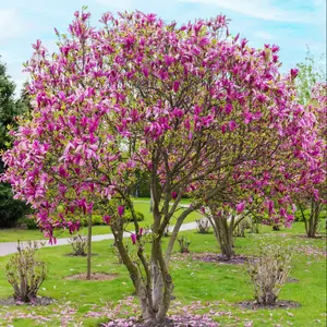 Jane Magnolia Tree Pink Magnolia Shrub 2.5" pot 6-12"Tall