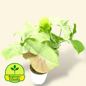Syngonium Milk Confetti 4” - Low Maintenance Colorful Live House Plant