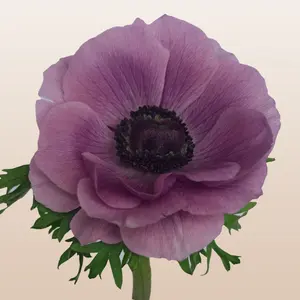 Fresh Anemones Lavender Rarity 10 Stems 40-45cm Pack 120 Stems with Dark Centers for Sophisticated Arrangements