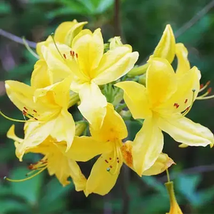Yellow Azalea