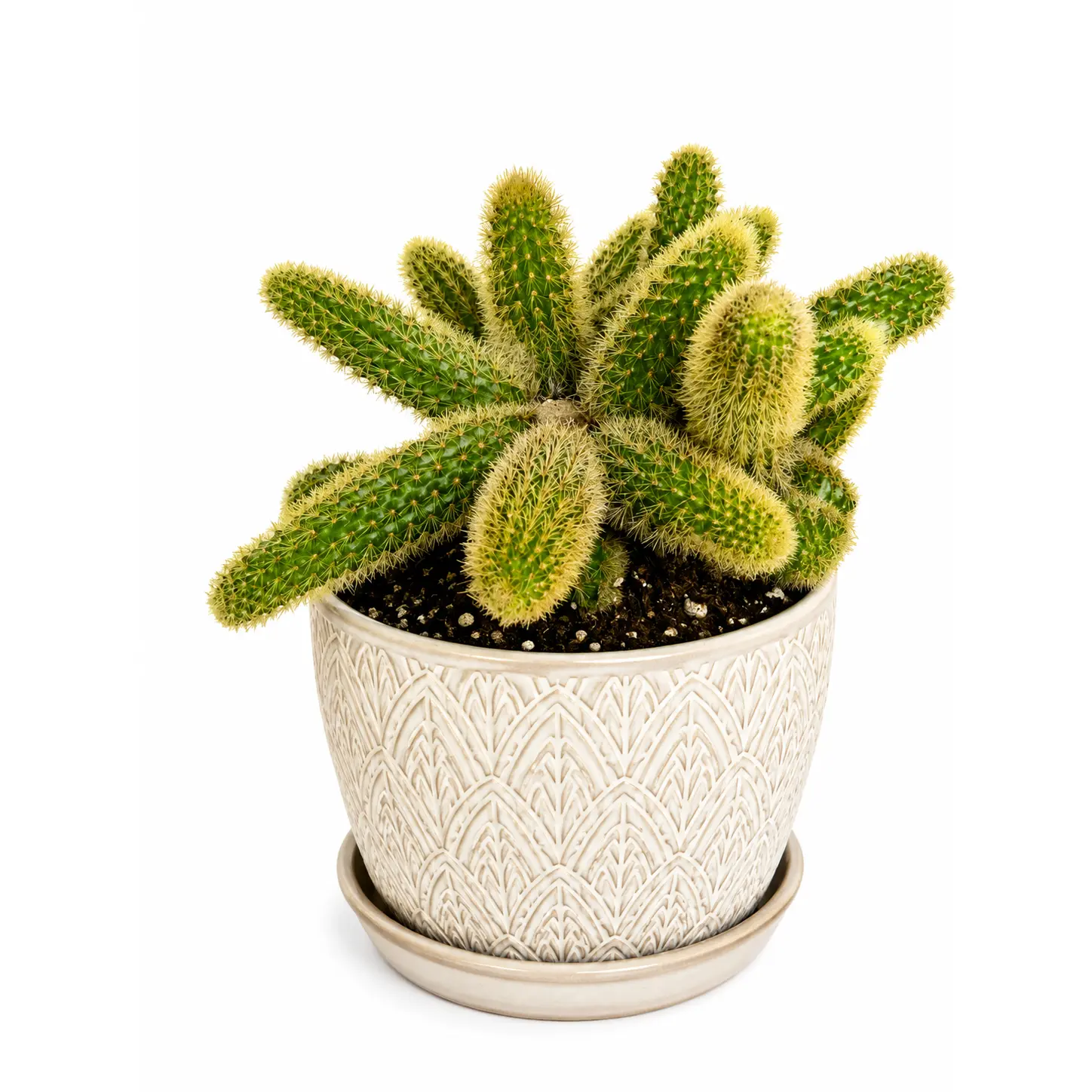 6” Golden Rat Tail Cactus