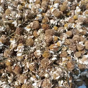 Stinky Chamomile Flowers Hand Foraged Slow Dried Decorative Ornaments in 1oz Vacuum Sealed Bags for Unique Sensory Experience