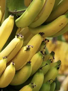 Grand Nain Chiquita Banana Tree - Live Banana Plant
