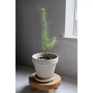 Beginner Bonsai Tree - Pinus Pinea Easy Care Zen Garden Starter