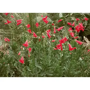 Rock Penstemon