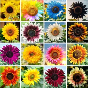 50 Sunflower Seeds to Plant, Heirloom, Non-GMO, 15 Varieties Annual Mix Sunflower Seeds for Planting, Easy to Plant and Grow, Attracts Butterflies & Bees