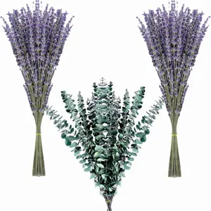 130 Stems Dried Lavender Flowers and Shower Eucalyptus Hanging Bouquet , 120 pcs of Lavender Plant , 10 pcs of Eucalyptus Leaves Use of Home Decor Greenery for Bathroom, Living Room Kitchen