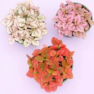 4" Polka Dot Plant - Hypoestes Phyllostachya - Pet Safe - Pet Friendly Houseplant for Home Decor and Indoor Gardening