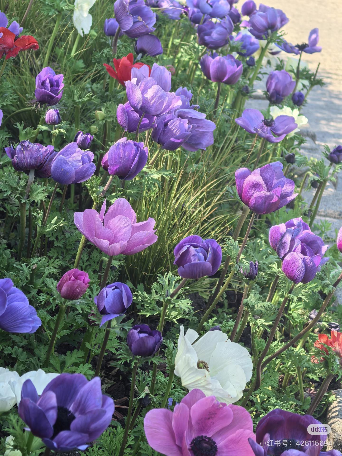 High Germination Mixed Anemone Seeds | Perennial Colorful Garden Flowers