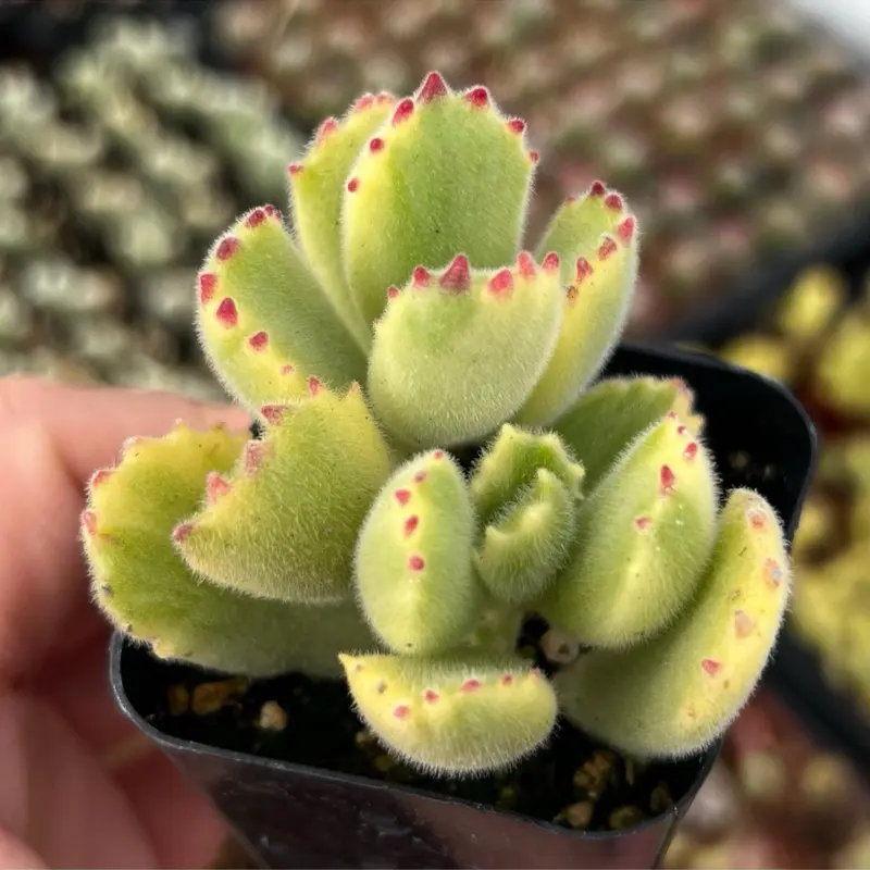 Cotyledon tomentosa ‘Variegata’ / Variegated Bear’s Paws Fuzzy Succulent Plant