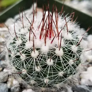 Stenocactus lloydii
