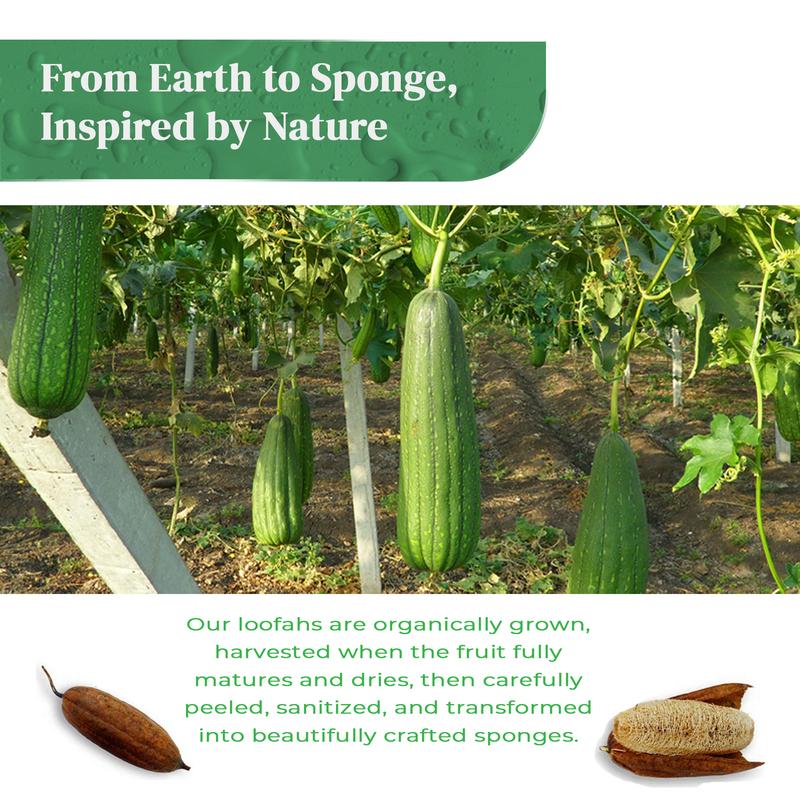 Natural Loofah Kitchen Sponge (3 Pack) - Natural Sponges for Dishes - Eco Friendly and Compostable Sponges - Plant Based Kitchen Dish Biodegradable Sponge