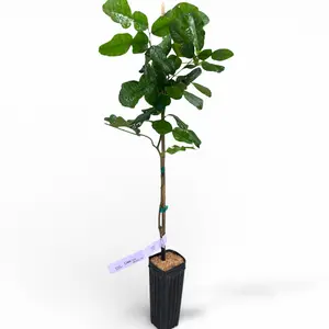 Kaffir Lime Tree (Makrut) | US Citrus Nursery | Aromatic Thai Lime, Culinary Leaves, Natural Live Citrus Plant, Indoor Outdoor Container Tree | No Ship CA AZ LA FL