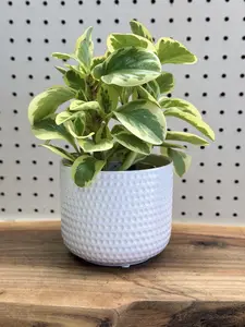 Peperomia obtusifolia Baby Rubber Plant 4 inch Pot Indoor Low Maintenance Variegated Leaves for Desks & Windowsills