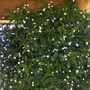 Tahitian Bridal Veil Cuttings