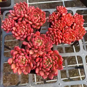 Live Echeveria Pink Rubby Plant – Easy Care– Live Plant-Hardy-Vibrant Color, Ideal for Stylish Home & Patio Decor