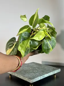 Philodendron Brasil | Variegated Trailing Vine, Easy Care Tropical Houseplant | 5” Pot | Margaret’s Pink House