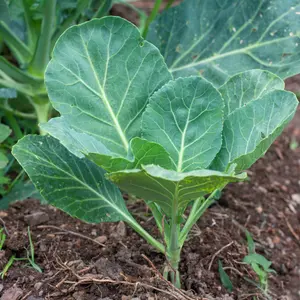 Organic Georgia Collard Seeds (Brassica oleracea) – Heat-Tolerant, Large Tender Leaves – Minimum: 50+ Seeds