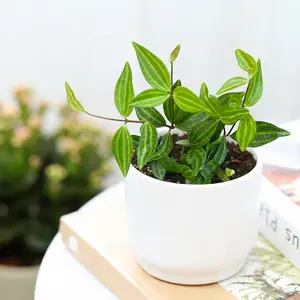 Peperomia 'Angulata'