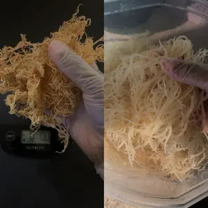 Sunflower Wellness St. Lucia Irish Sea Moss Raw Wildcrafted Superfood - All Natural Organic, Vegan