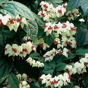 White Red Bleeding Heart Vine Starter Plant, Clerodendrum Thomsoniae, Rooted Starter live Plant - White Red Blooms ship BAREROOT  2" to 4" tall