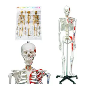170cm Scientific Human Muscle Skeleton Model: Advanced PVC Anatomy