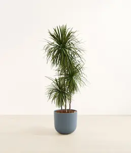 Dracaena Bicolor