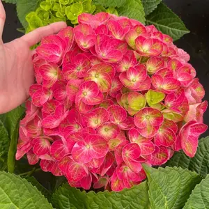 Tilt-a-Swirl® Bigleaf Hydrangea
