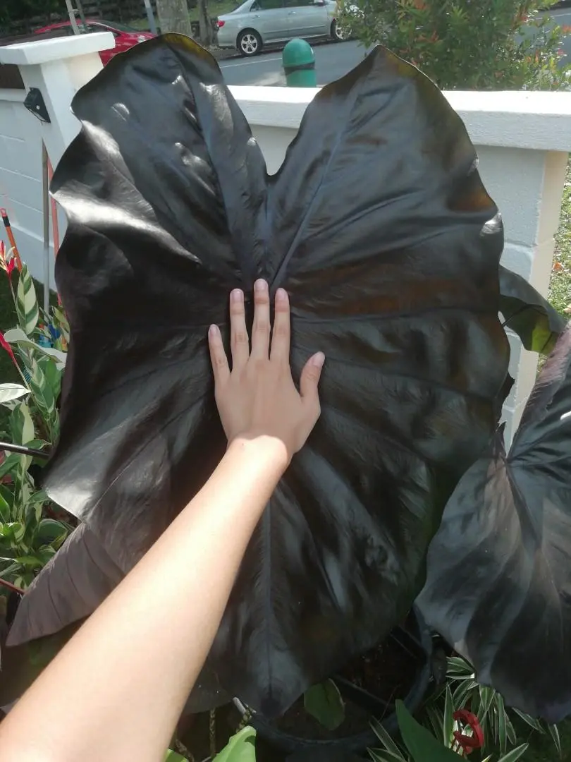 Colocasia Esculenta Black Coral Taro Elephant ear LIVE PLANT 2ft