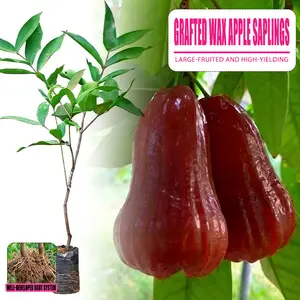 Grafted Red Wax Apple Seedling, Potted Live Syzygium Samarangense Tree, Large Sweet Juicy Tropical Fruit Plant For Backyard Patio