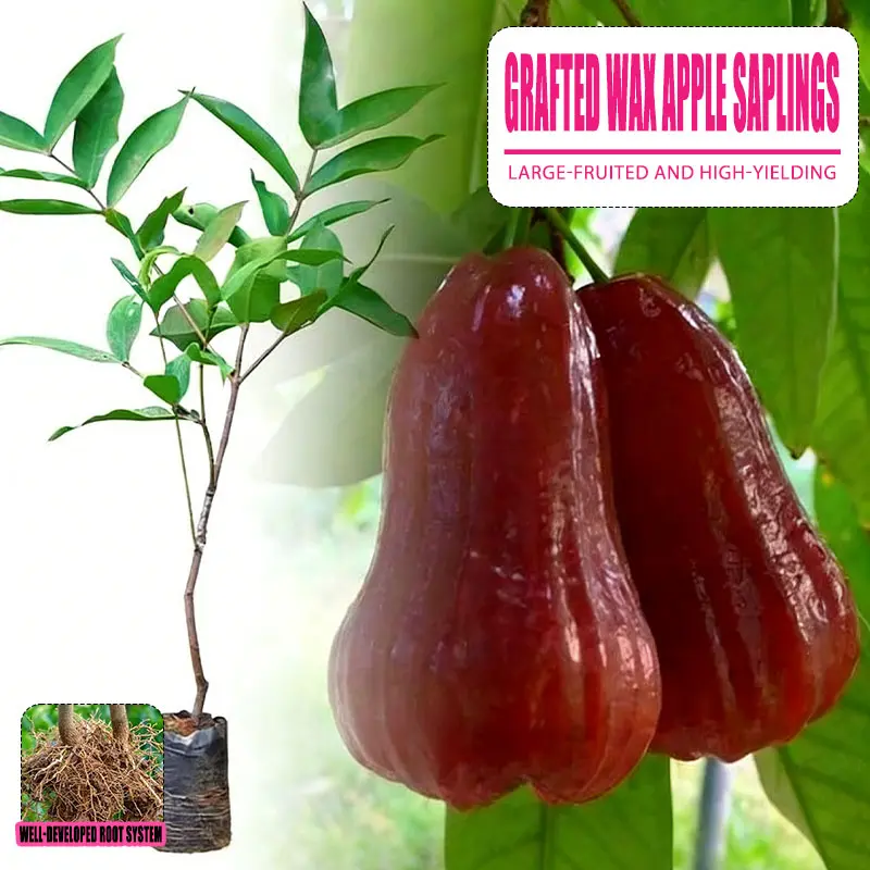 Grafted Red Wax Apple Seedling, Potted Live Syzygium Samarangense Tree, Large Sweet Juicy Tropical Fruit Plant For Backyard Patio