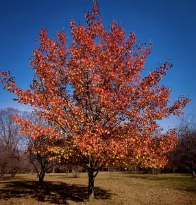 Red Maple Tree – Live Bare Root, 2–3 ft | Acer rubrum