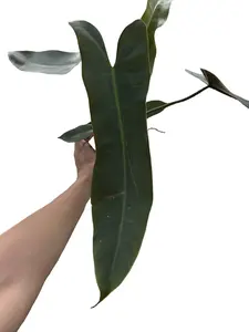 Philodendron Atabapoense 4" Potted Live Plant - Philodendron Billie - Long Leaf Philodendron - Easy Care Climbing Plant - Collector's Aroid - Unique Interior Foliage - Low Maintenance - Fast Growing Houseplant
