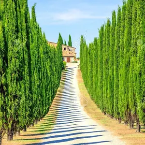 Italian Cypress Seeds for Planting | 50 Seeds | Exotic Evergreen Tree Seeds to Grow, Great for Landscaping and Hedge Rows
