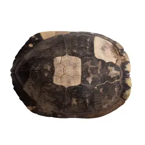 Decorative Turtle Shell