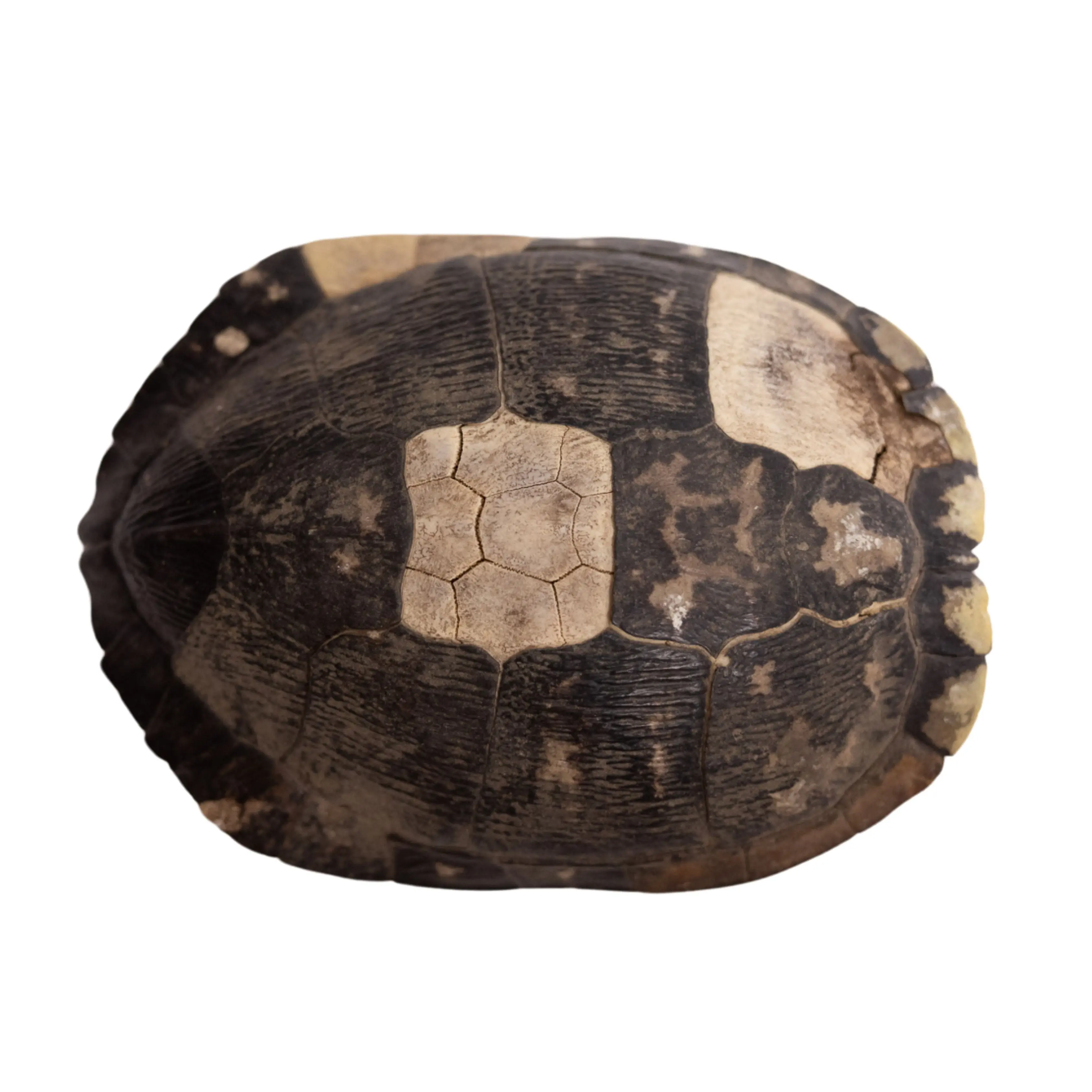 Decorative Turtle Shell
