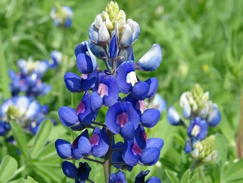 Annual Lupinus Texas Bluebonnet Wild Flower Seeds for Planting - 1/4 lb.