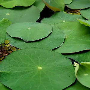 Beautiful Bowl Lotus (Dwarf Water Lotus Live Tuber)--=%2=- Aquatic=%2=----=%2=- Plant=%2=-- for Mini-Ponds or Aquariums! aquarium plants--=%2=- aquatic=%2=----=%2=- plant=%2=-- aquatic fish tank