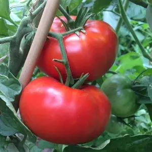Delicious Tomato Organic Seeds (Solanum lycopersicum) – Giant, meaty tomato known for its world record 7lb fruit. Great for slicing and sauces.